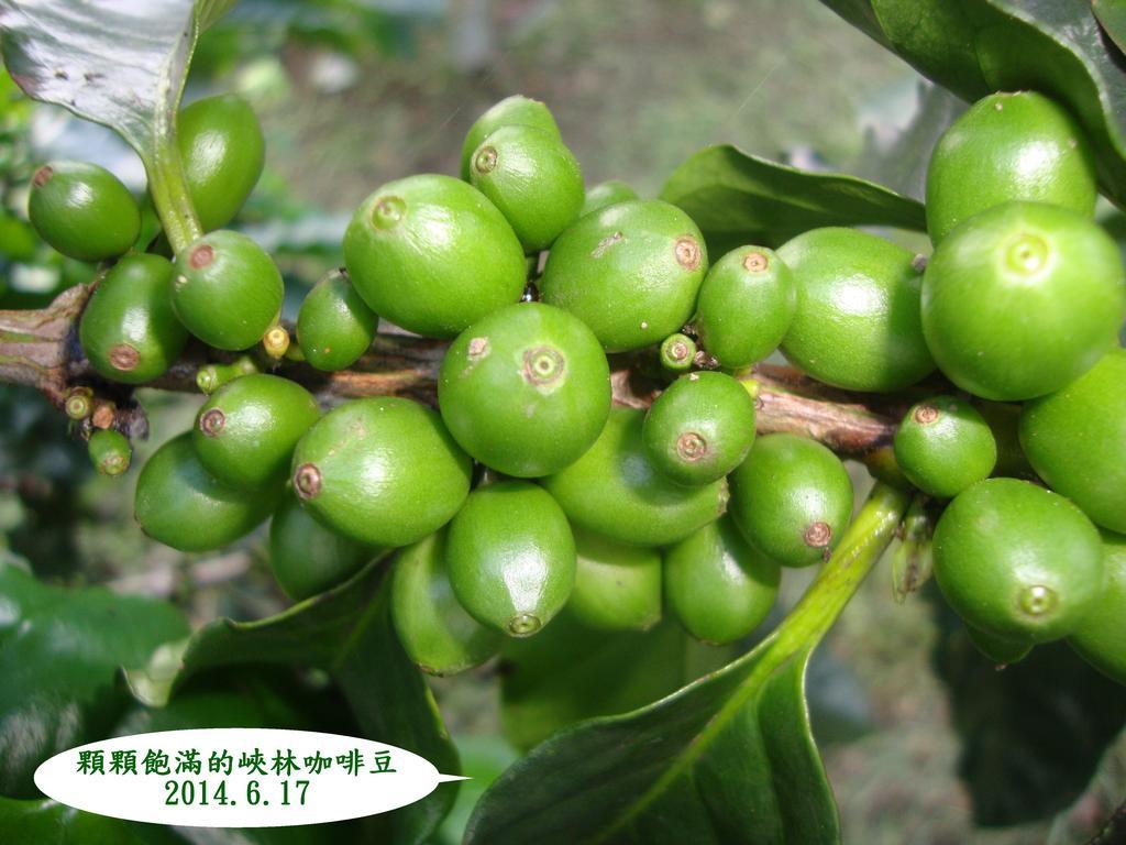 Taroko Sialin Coffee Farm Homestay Xiulin ภายนอก รูปภาพ