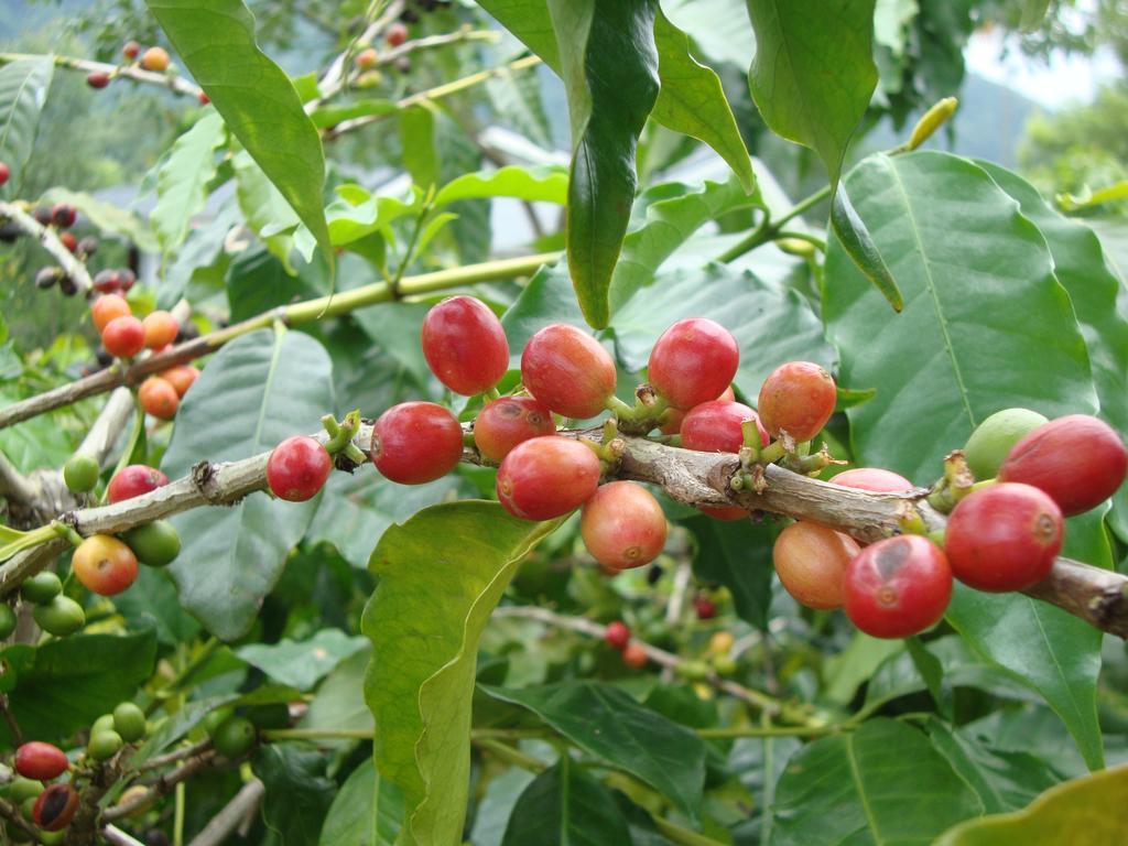 Taroko Sialin Coffee Farm Homestay Xiulin ภายนอก รูปภาพ