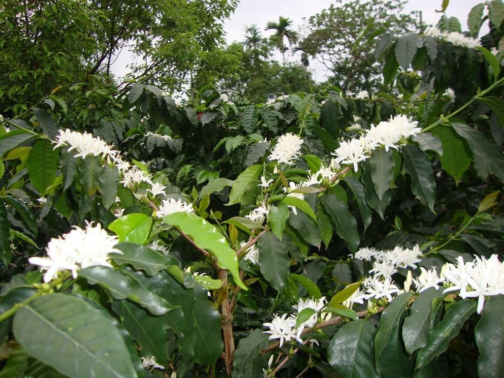 Taroko Sialin Coffee Farm Homestay Xiulin ภายนอก รูปภาพ