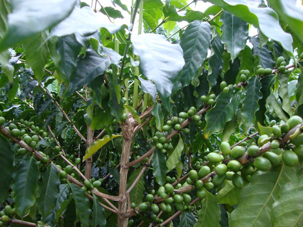 Taroko Sialin Coffee Farm Homestay Xiulin ภายนอก รูปภาพ