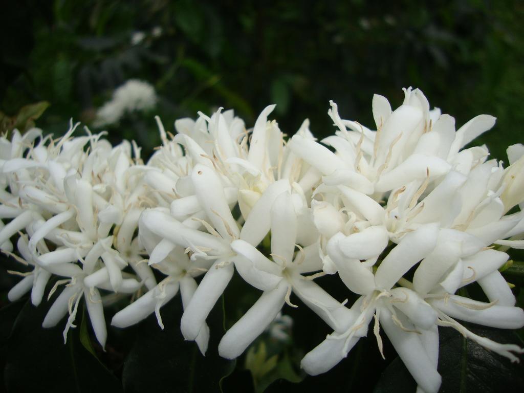 Taroko Sialin Coffee Farm Homestay Xiulin ภายนอก รูปภาพ