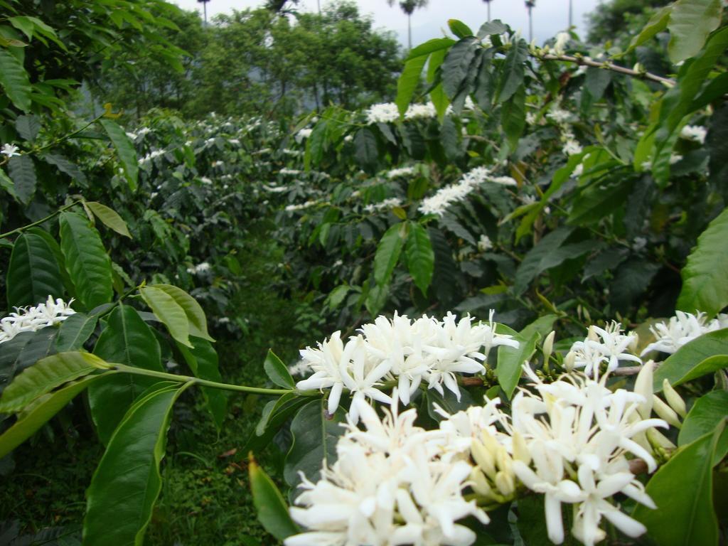 Taroko Sialin Coffee Farm Homestay Xiulin ภายนอก รูปภาพ