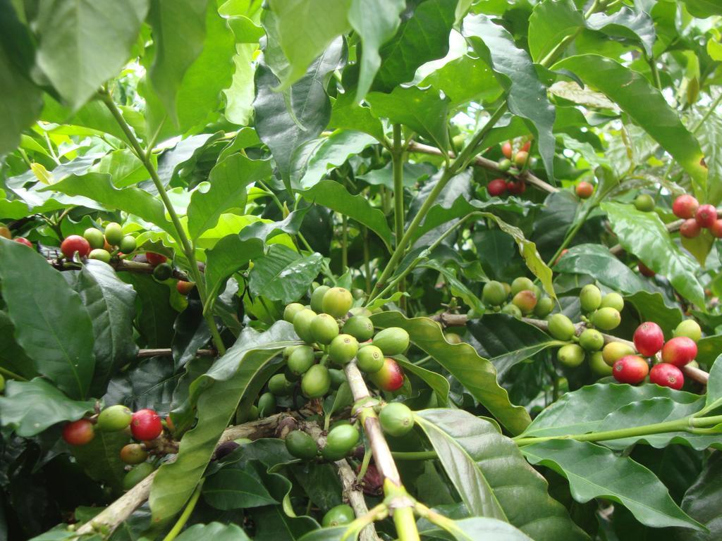 Taroko Sialin Coffee Farm Homestay Xiulin ภายนอก รูปภาพ